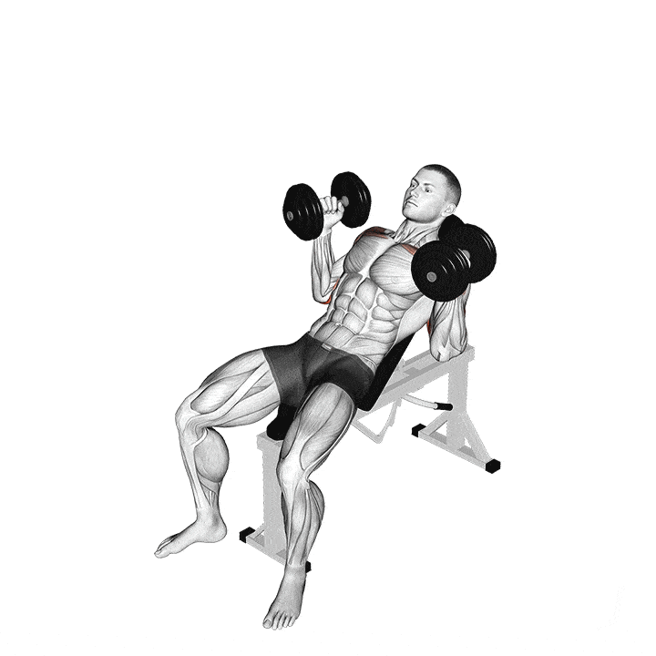 Animation of how to do Dumbbell bench press