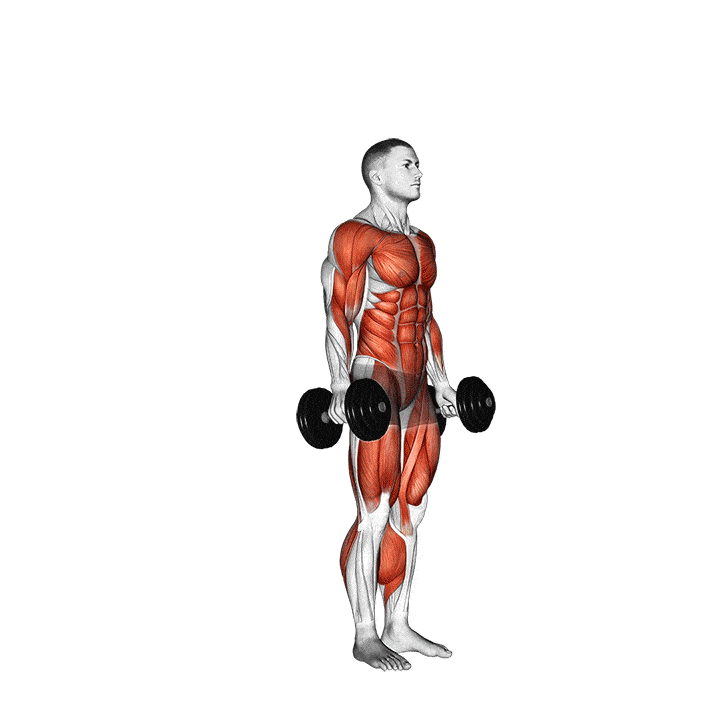 Animation of how to do Dumbbell burpees