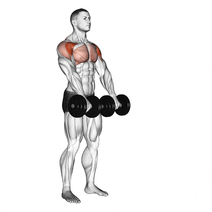 Animation of how to do Dumbbell front raises