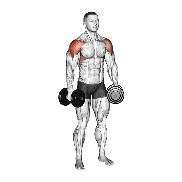 Animation of how to do Dumbbell lateral raises