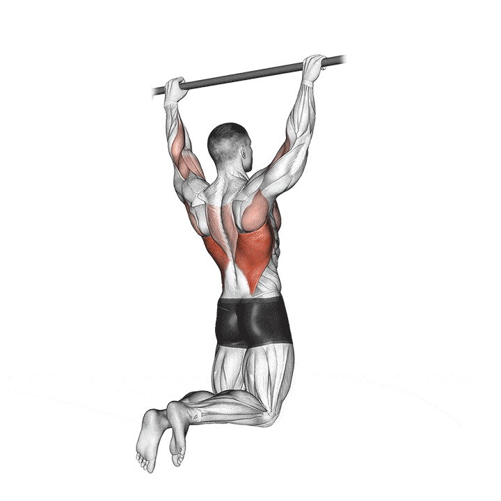 Animation of how to do Rear Pull-ups